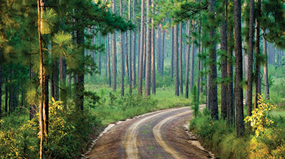 Longpine Plantation