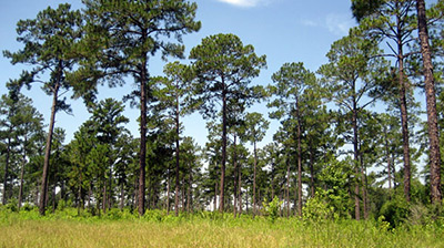 Red Hills Plantation