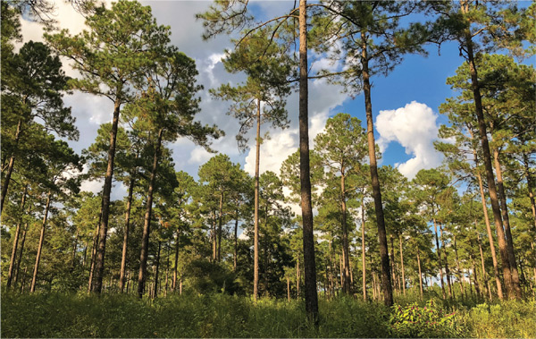 Tall Pine Trees