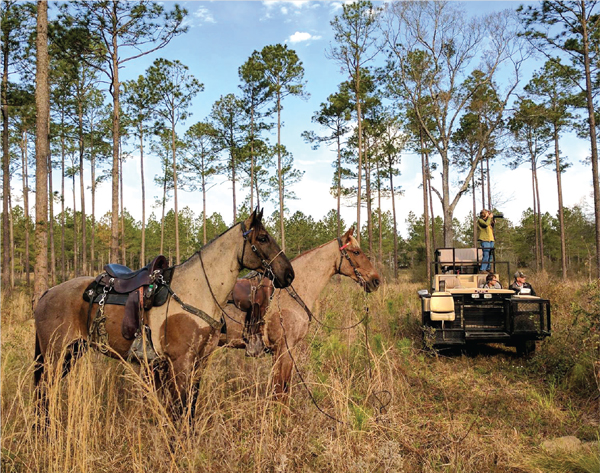 Horses