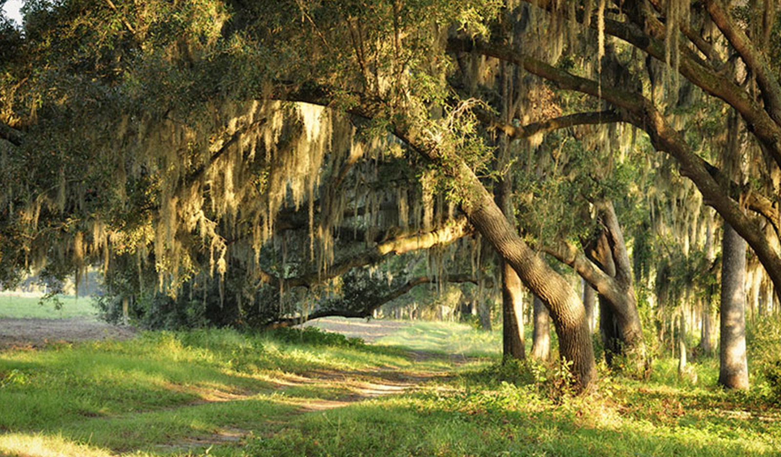 Leaning Oak Trees 