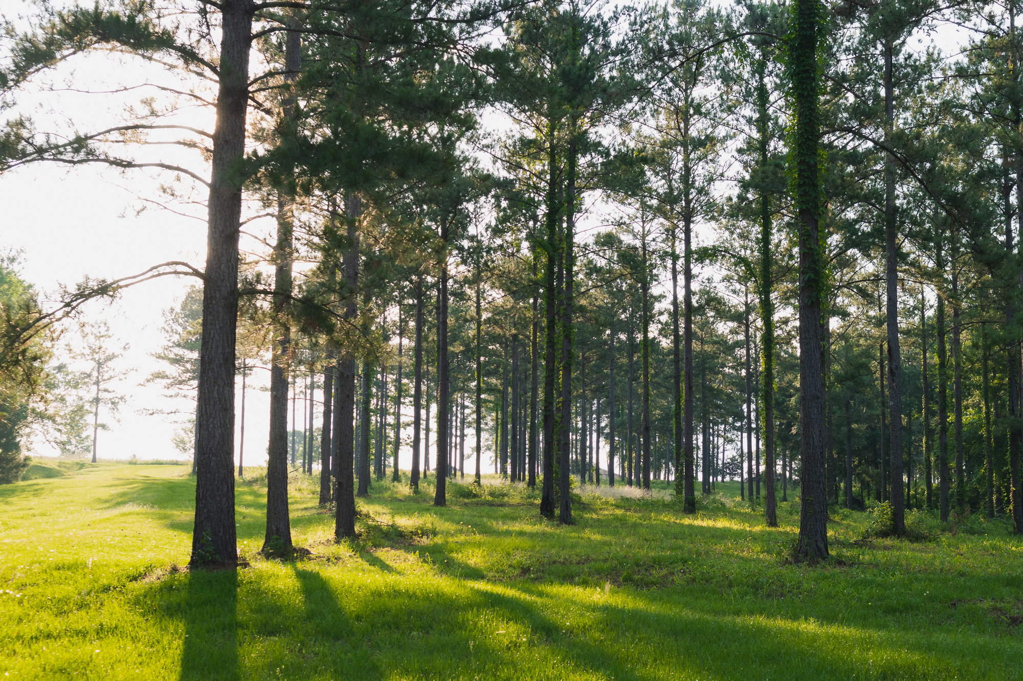 Open Pine Trees