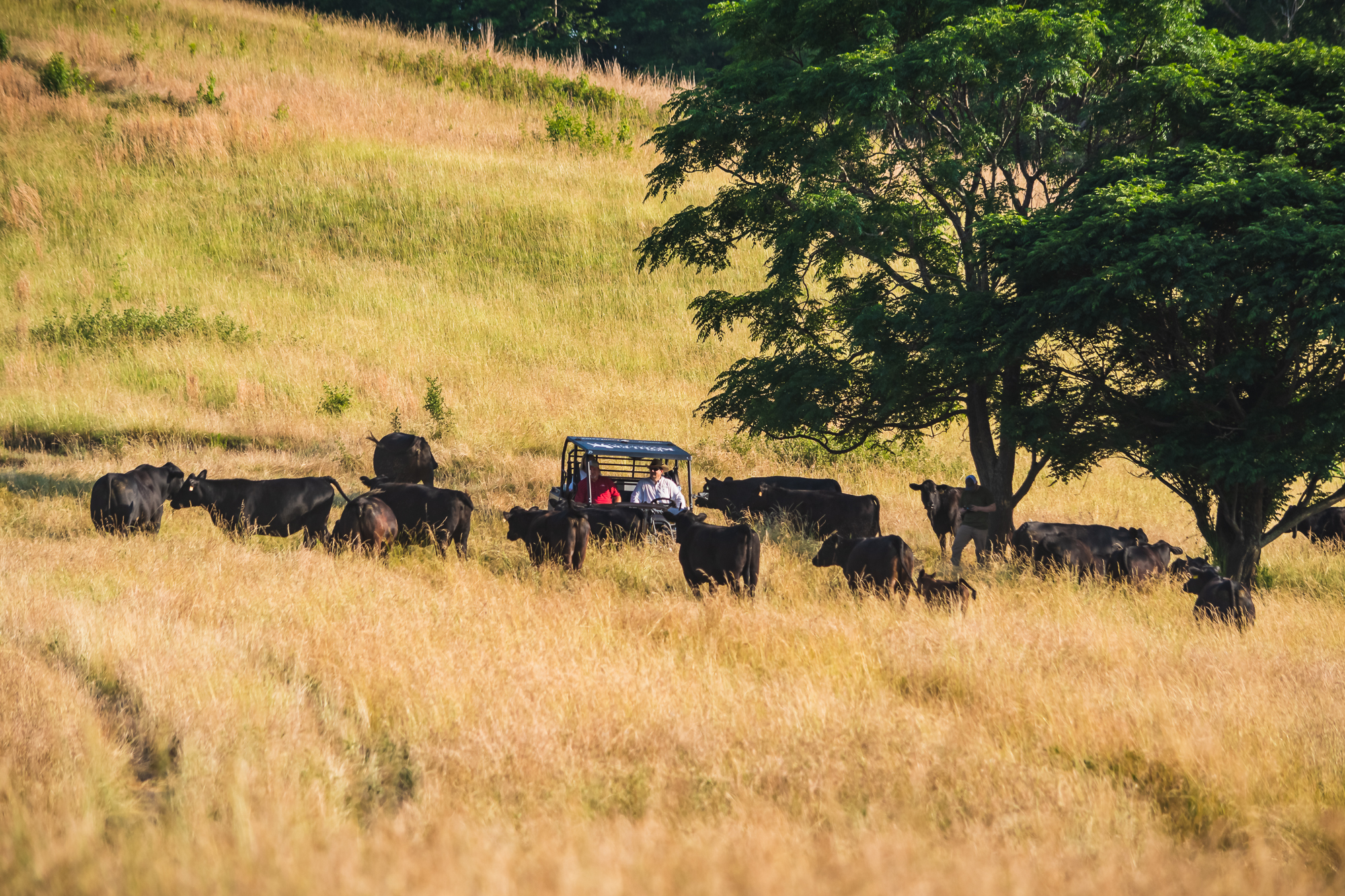 Social Storm Properties Cattle