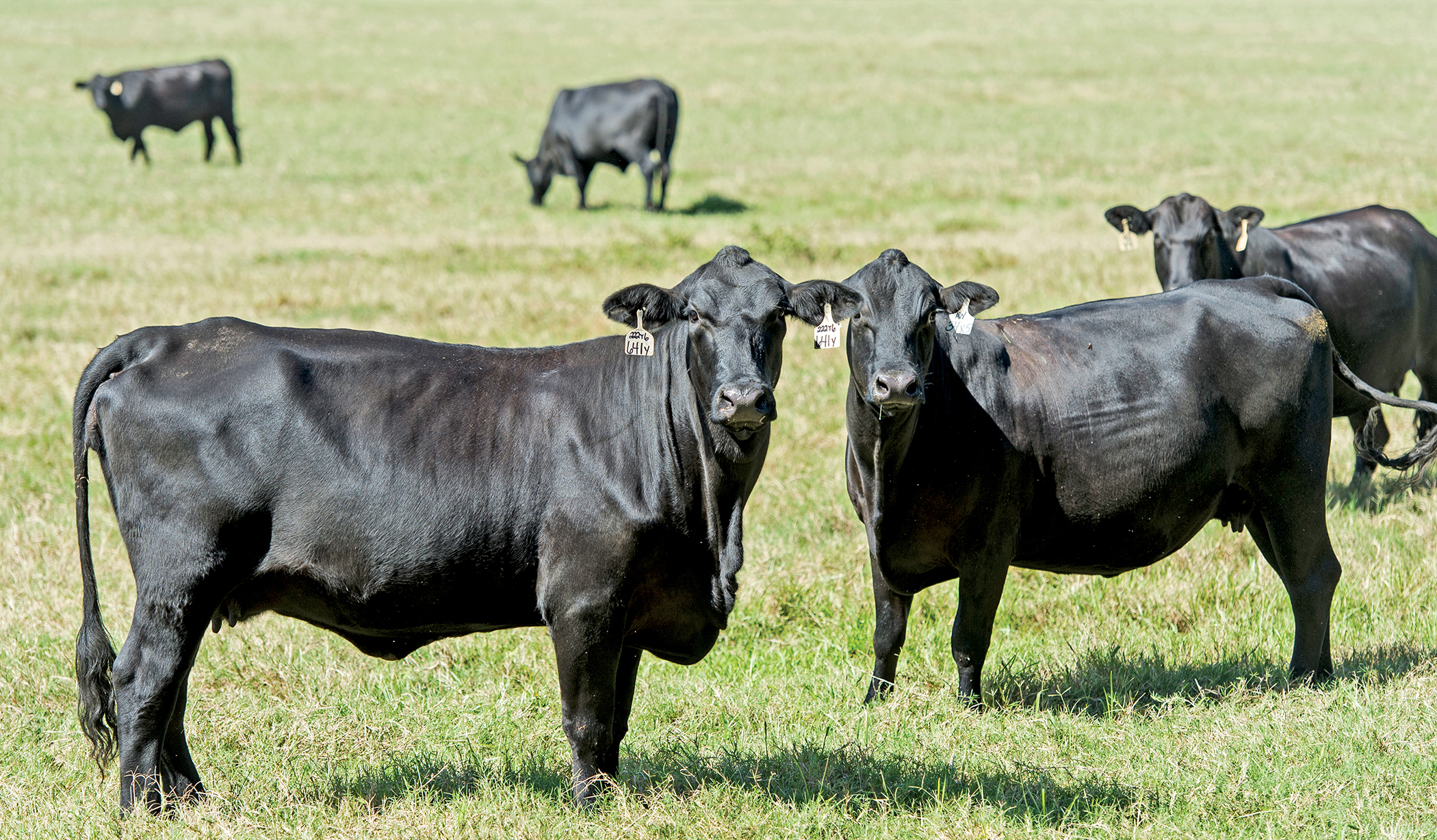 Cows