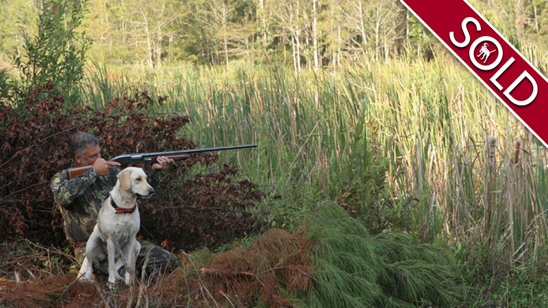 Man and dog hunting