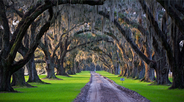 Tomotley Plantation