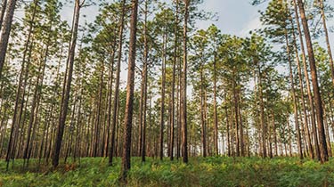 Miccosukee Hills