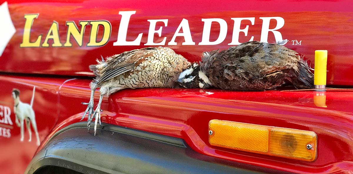 Kohler 2 quail lying on jeep