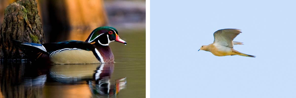 Wood Duck & Dove Flying