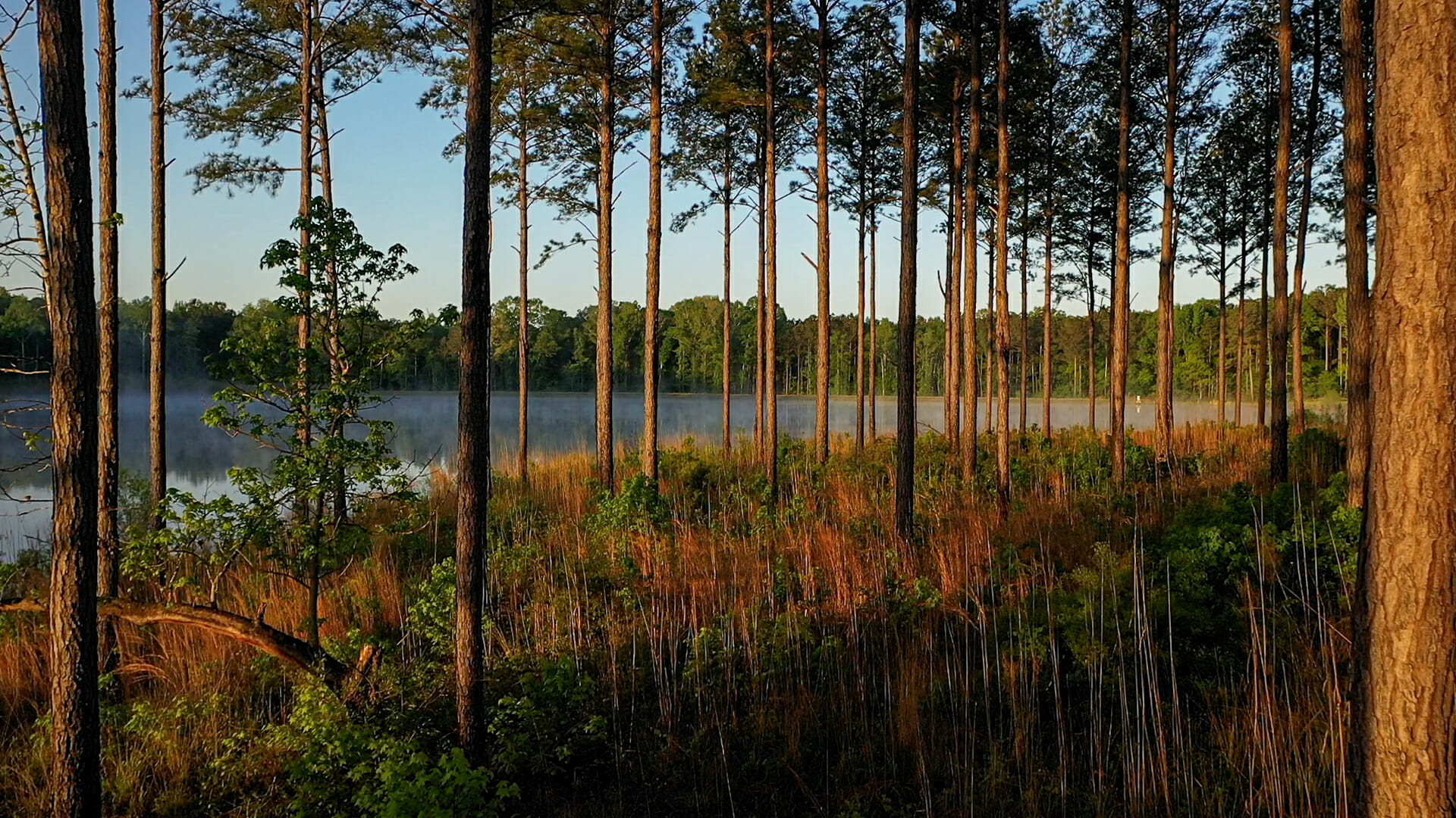 sunlight pines