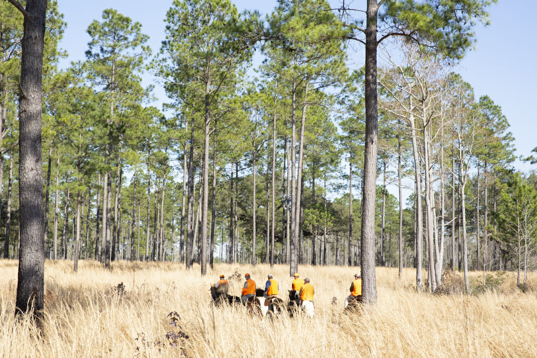 Quail Hunt Terra Chula