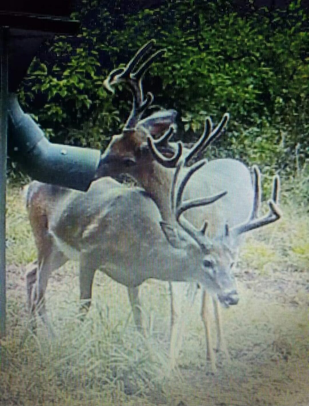 Deer at Spring Hill