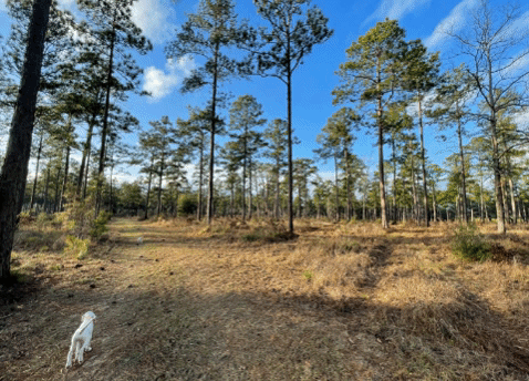Magnolia Hall Land