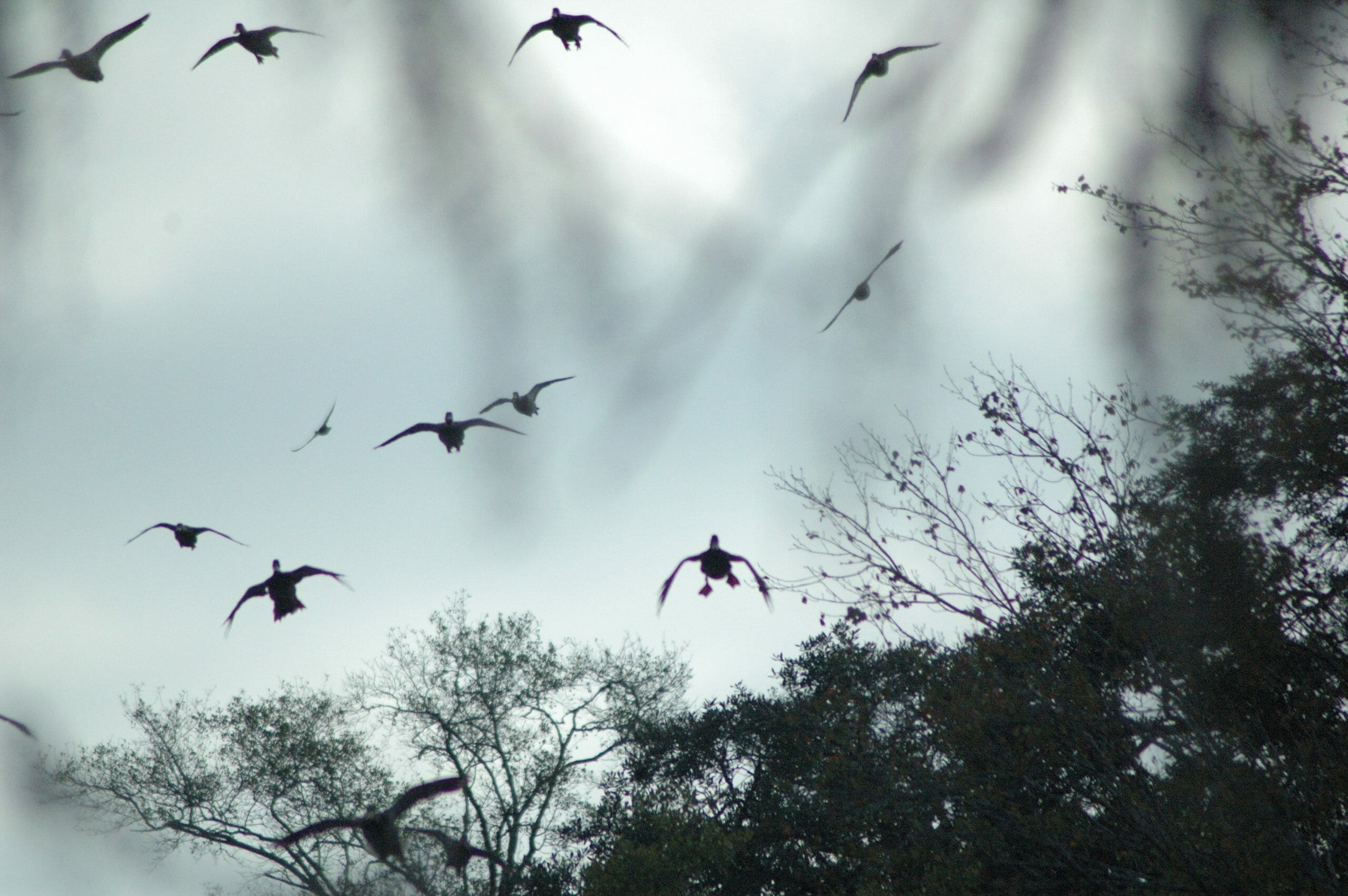 Mallards