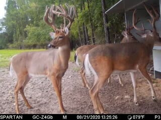 Bucks