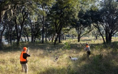 Are most quail hunters drug addicts….with a little help from God?