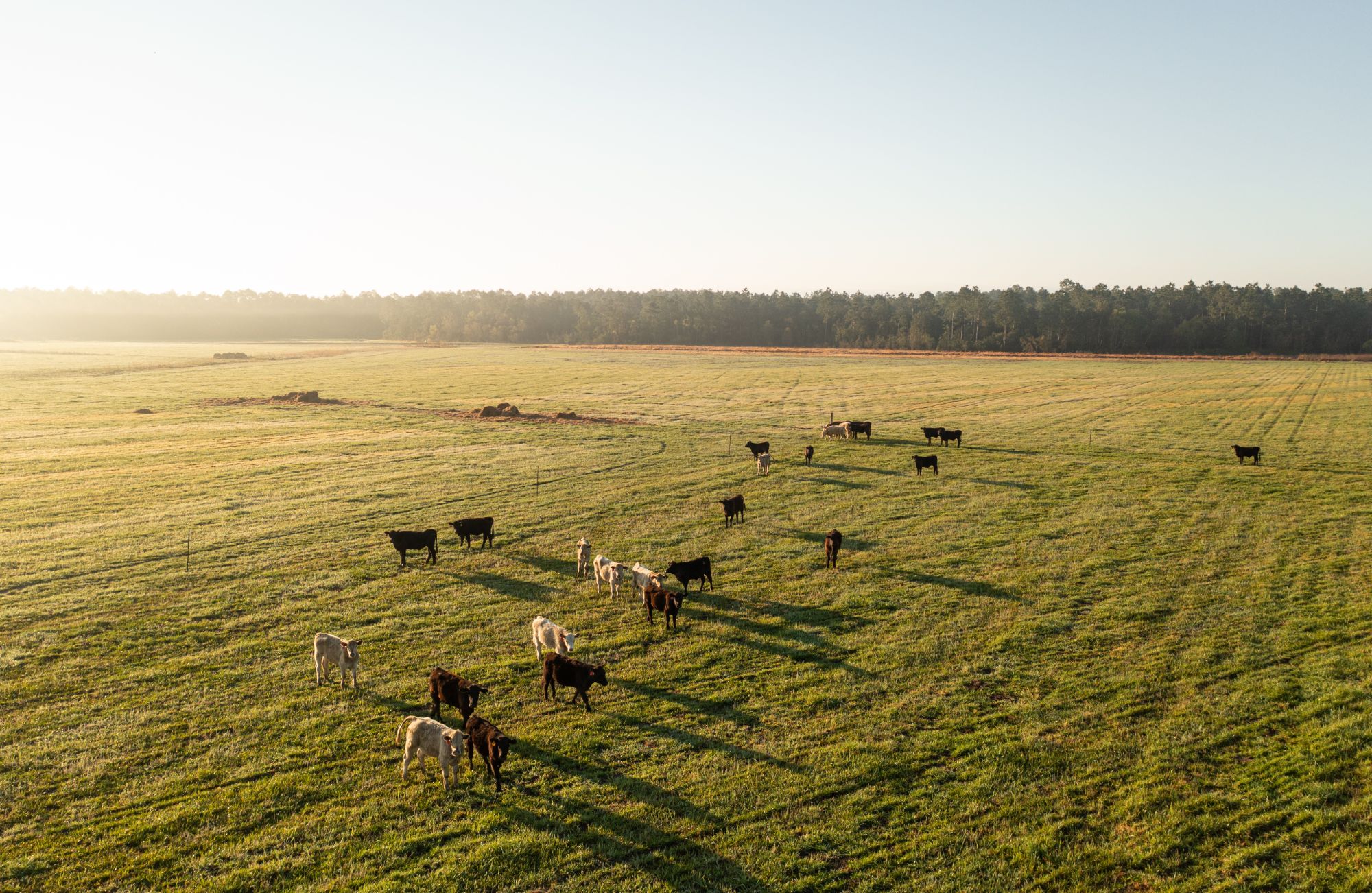 Lillian Farmland Pivot